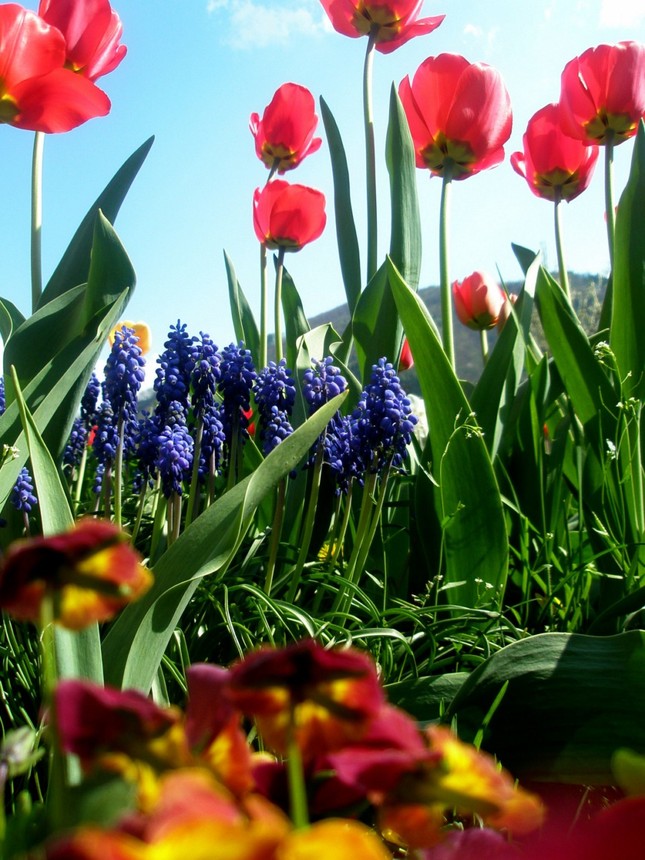 tulipány