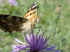 motylik