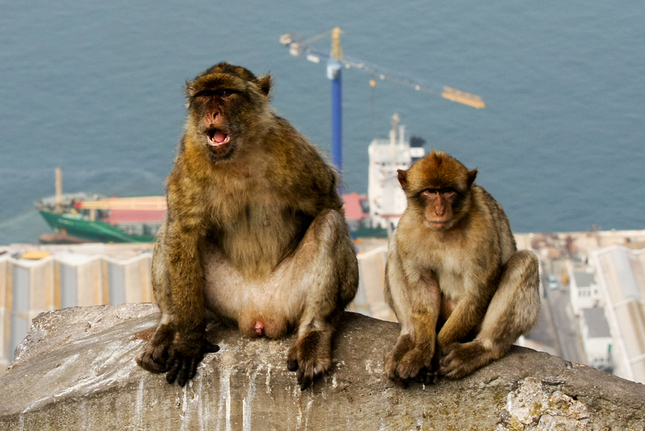 Gibraltarske opice
