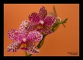 Orchidea