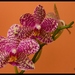 Orchidea