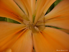 Flower and water