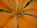 Flower and water