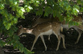 letne zoo