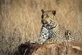 Kruger National Park