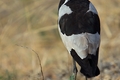 Kruger National Park
