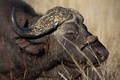 Kruger National Park