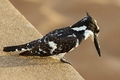 Kruger National Park