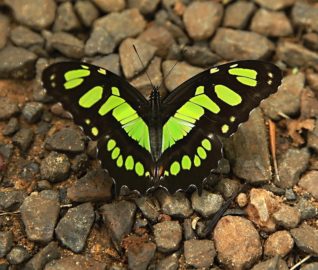 Malachitový motýľ