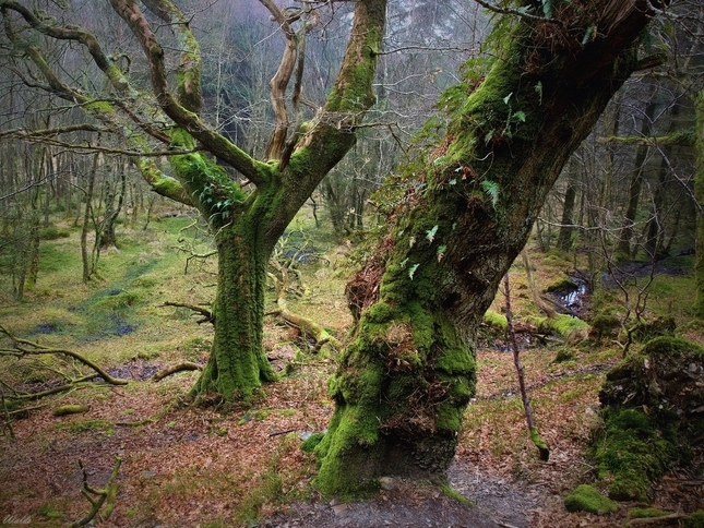 Magic Forest