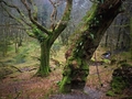 Magic Forest