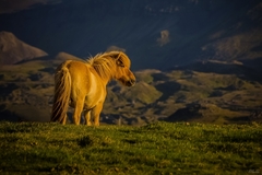 Slncový kôň