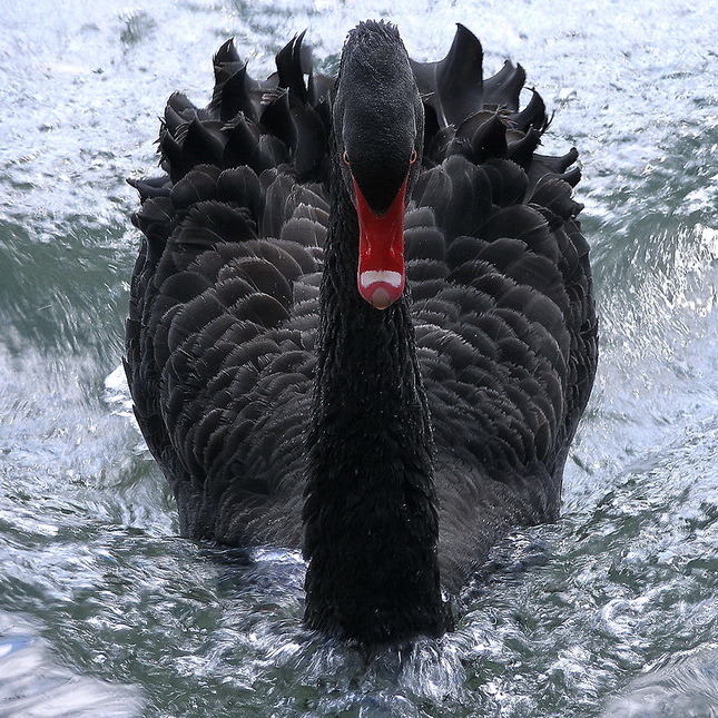 Čierna labuť útočí