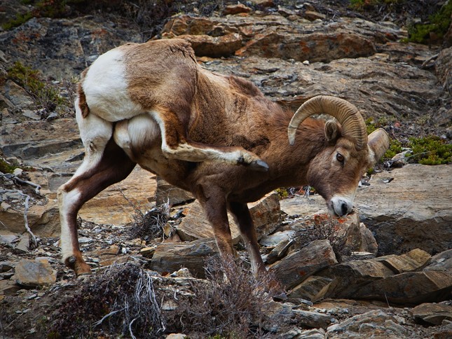 Canadian Wildlife III.