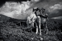 Vitajte v Albánsku IV