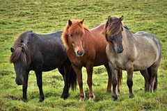 Tri kone v daždi