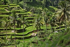 Obrázky z Bali II.