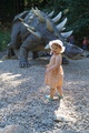 niki v zoo