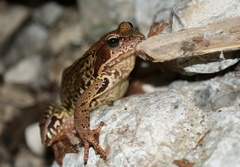 Skokan hnedy