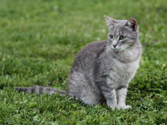 Macicka