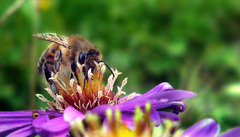 bee