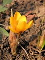 Krokus II.