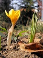 Krokus I.