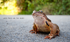 crazy frog on the road