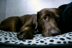 Zpytovaní svědomí