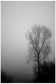 Strom