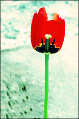TULIP