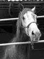 Konik 2