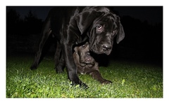 Cane Corso v noci