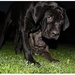 Cane Corso v noci