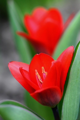 tulipanova