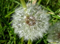 dovidenia