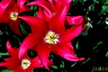 Tulipány