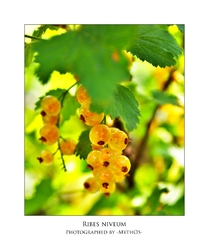 Ribes Niveum