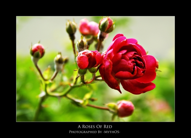 A roses of red