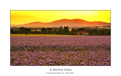 A thistle field