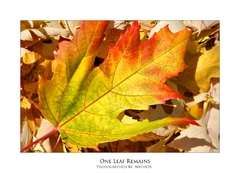 One leaf remains