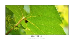 Grape Helix