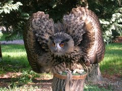 Bubo Bubo robí bububu:-)