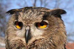 Bubo Bubo