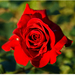Červená ružička