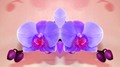 ORCHIDEA 