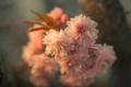 Sakura 2