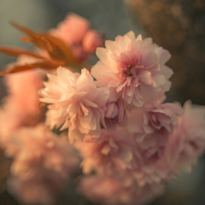 Sakura 2