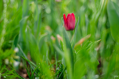 tulipán
