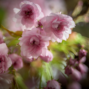 Sakura
